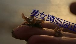 美女小便视频,美女小便视频引发的争议与反思